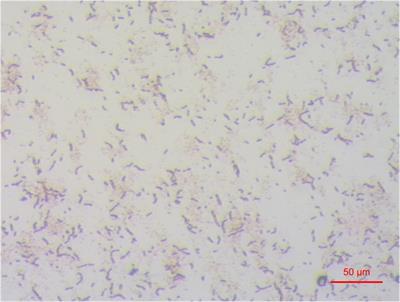 Isolation and pan-genome analysis of Enterobacter hormaechei Z129, a ureolytic bacterium, from the rumen of dairy cow